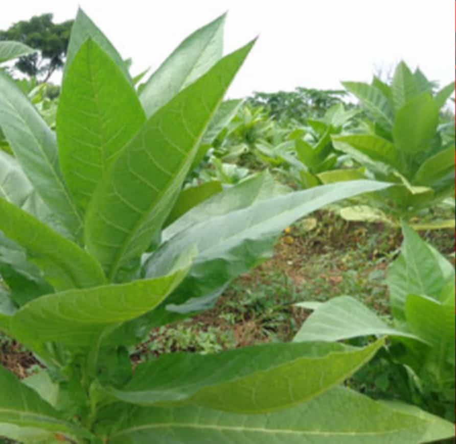 Tobacco seedlings sprouting in Ugandan soil