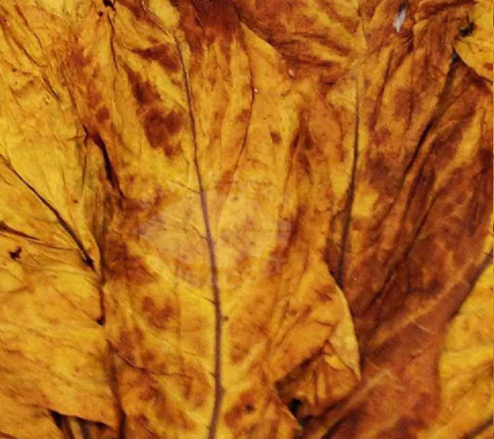Close-up view of Flue-cured Kentucky tobacco leaves